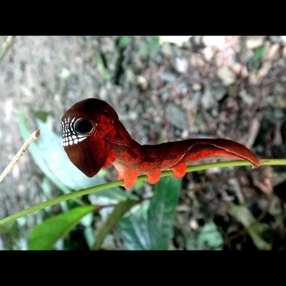 🌎same day or next day shipping - Picture 11 of 16